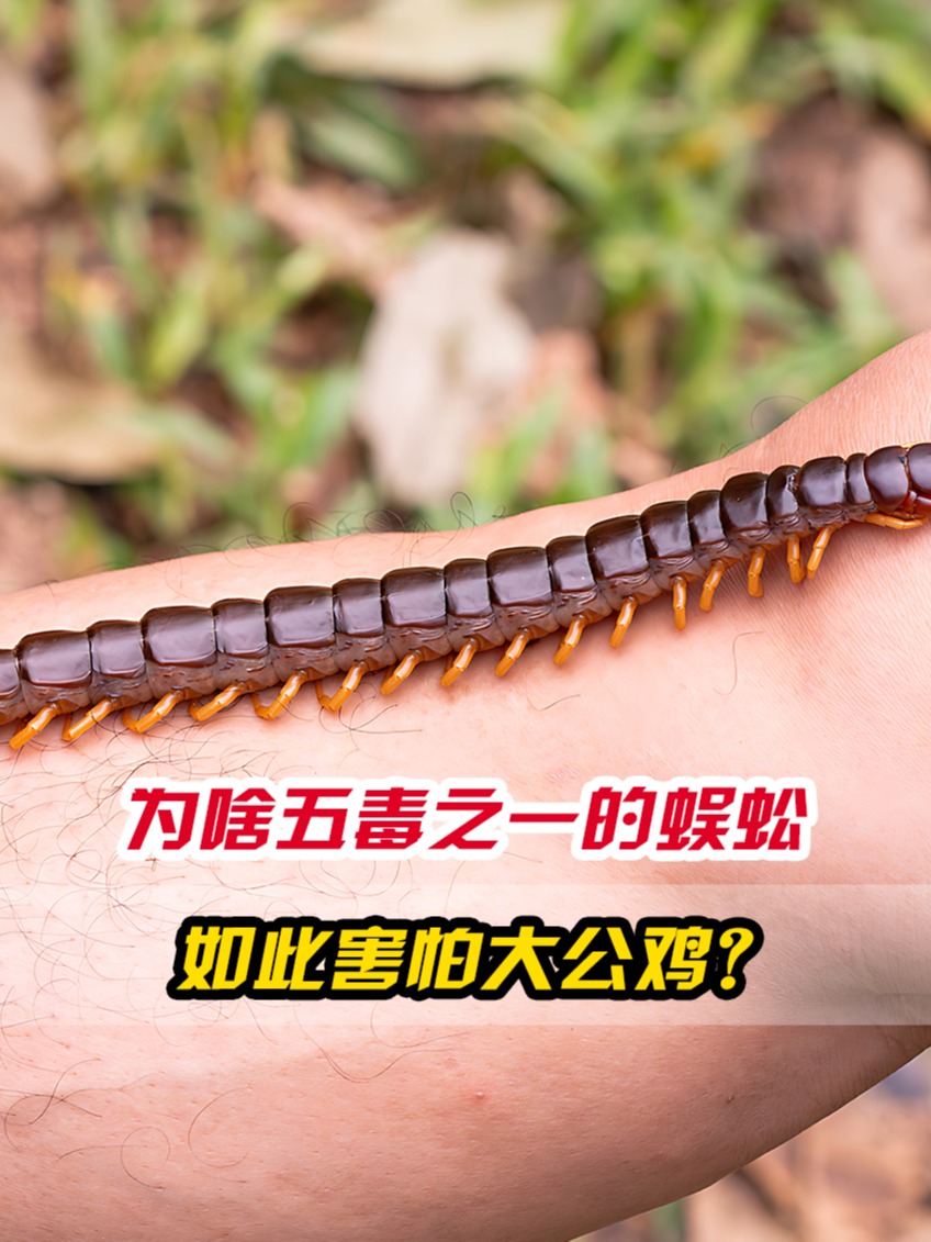 鸡吃了蜈蚣为什么变凶
